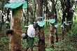 Giá cao su Tocom giữ được đà tăng